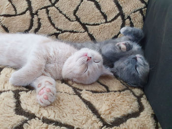 Portrait of two tired kittens napping on the sofa