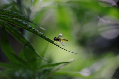 Close-up of insect on plant