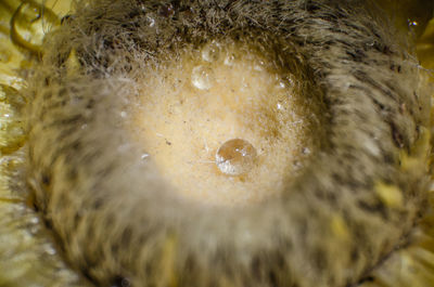 High angle view of a turtle