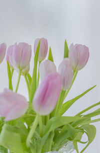 Close-up of pink flowers