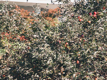 High angle view of berries growing on tree