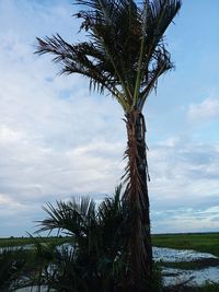 Coconut palm tree against sky