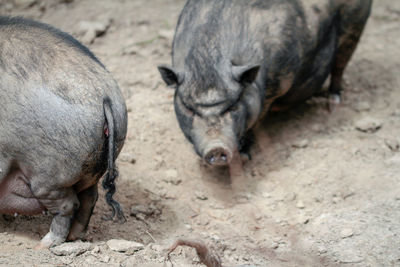 High angle view of pigs on field