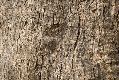 Full frame shot of tree