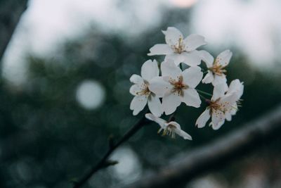 Close-up of white cherry blossom tree