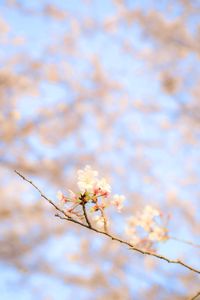 Low angle view of cherry blossoms in spring