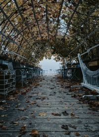 Empty footbridge amidst trees