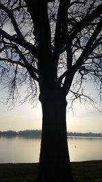 Silhouette tree by lake against sky during sunset