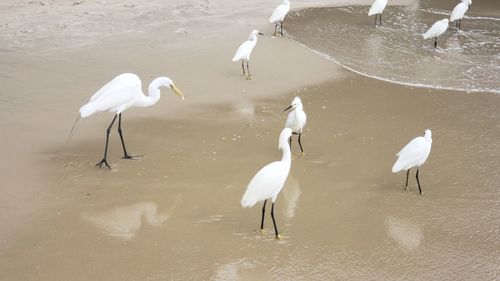 Flock of birds on the lake