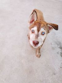 High angle portrait of dog standing on footpath