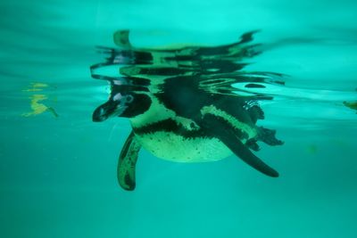 Close-up of fish swimming in sea