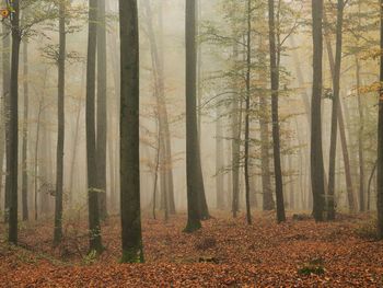 Trees in forest during autumn