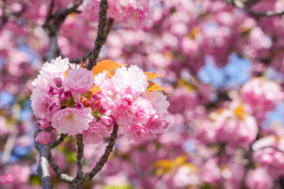 Close-up of pink cherry blossom