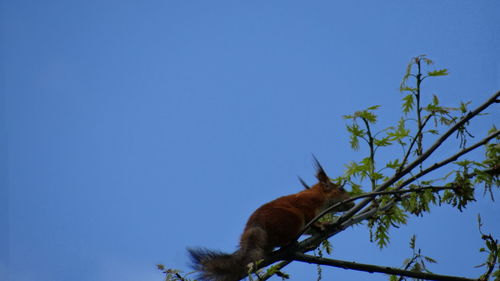 Lizard on tree against clear blue sky
