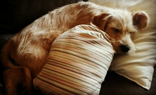 Close-up of a sleeping dog