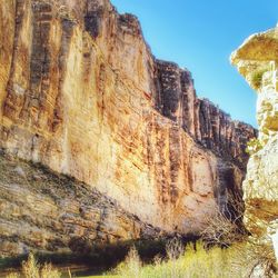 Low angle view of trees against clear sky