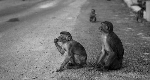 Monkey on stone wall