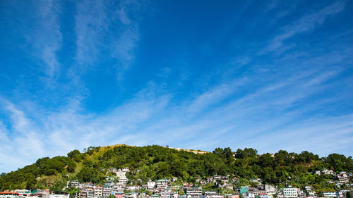 Trees and plants in city against blue sky