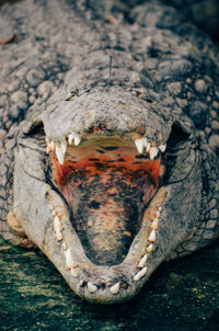 Close-up of crocodile