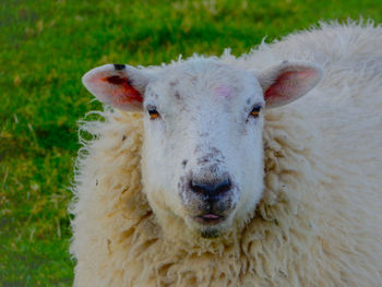 Portrait of sheep on field