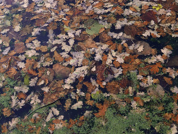 Full frame shot of autumn leaves