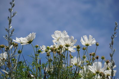 Close-up of white flowers blooming outdoors