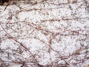 Full frame shot of flowering tree against wall