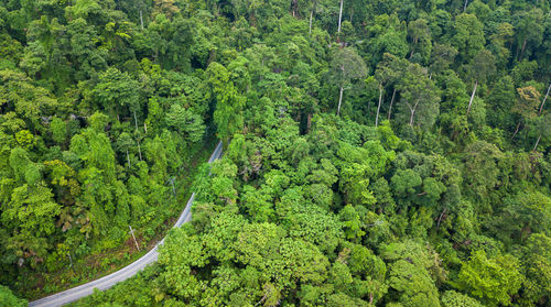 Aerial top view top view of the road through the forest at koh chang national park, trad, thailand