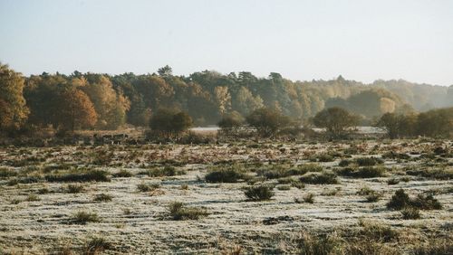 Trees on field against clear sky