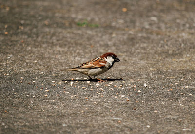 View of a bird on the road