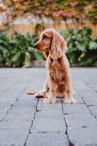 Dog sitting on footpath