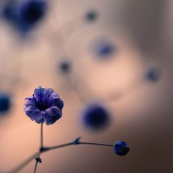 Close-up of purple flowers