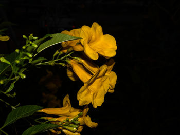 Close-up of yellow rose flower against black background