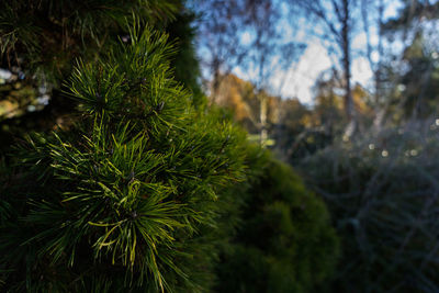 Close-up of pine tree