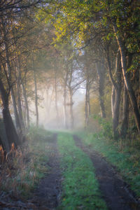 Footpath amidst trees in forest