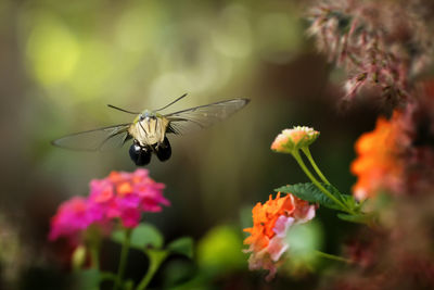 Close-up of hummingbird hawk-moth pollinating on flower