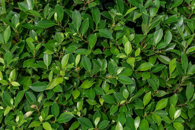 Full frame shot of fresh green leaves