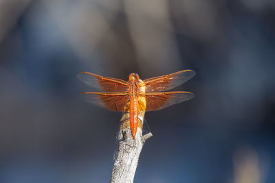 Close-up of insect on flower