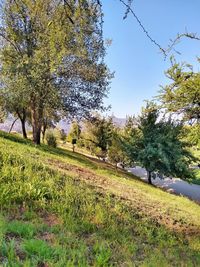 Scenic view of grassy field against sky