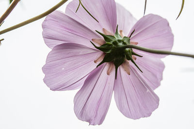 Close-up of pink flower