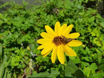 Close-up of bee pollinating on yellow flower