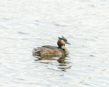 Duck swimming in lake