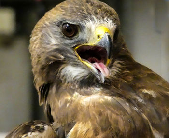 Close-up of owl