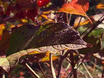 Close-up of dry leaves on tree during autumn