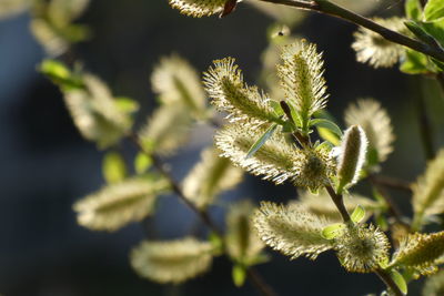 Close-up of flowering plant