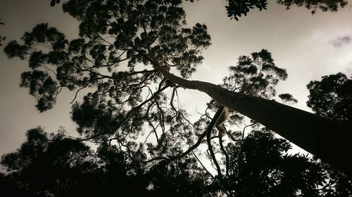 Low angle view of trees against sky