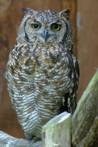 Close-up of owl perching on wood