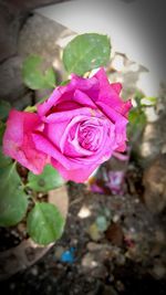 Close-up of pink rose blooming outdoors