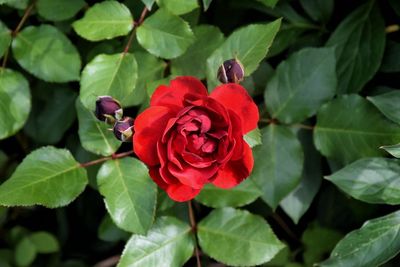 Close-up of red rose on plant