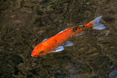 High angle view of fish swimming in lake